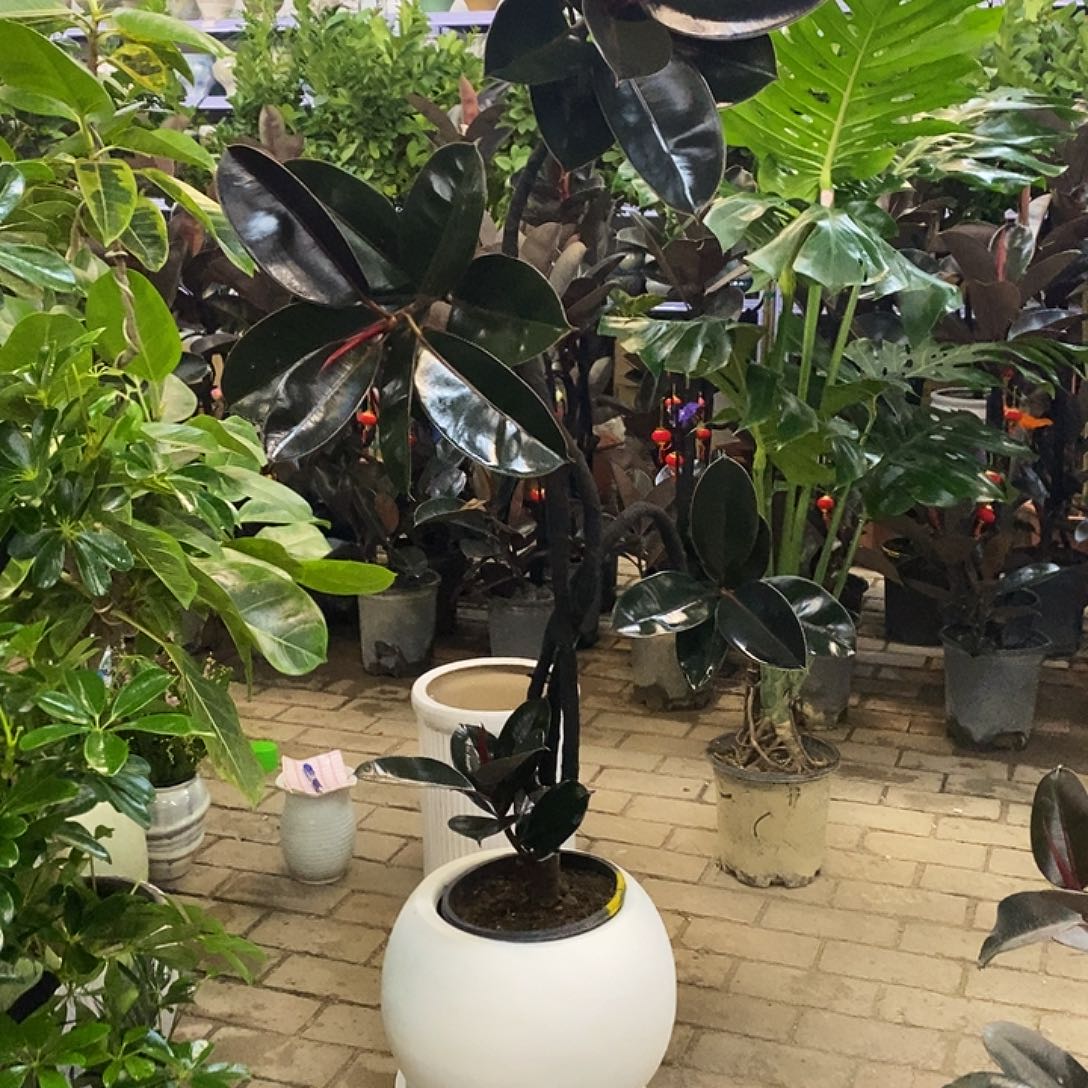 完全开放花陶园艺黑金刚橡皮树