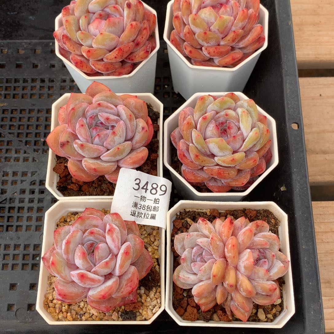 六颗粉星影单头3489