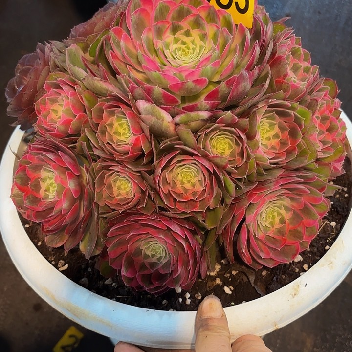 多肉植物孔雀翎863