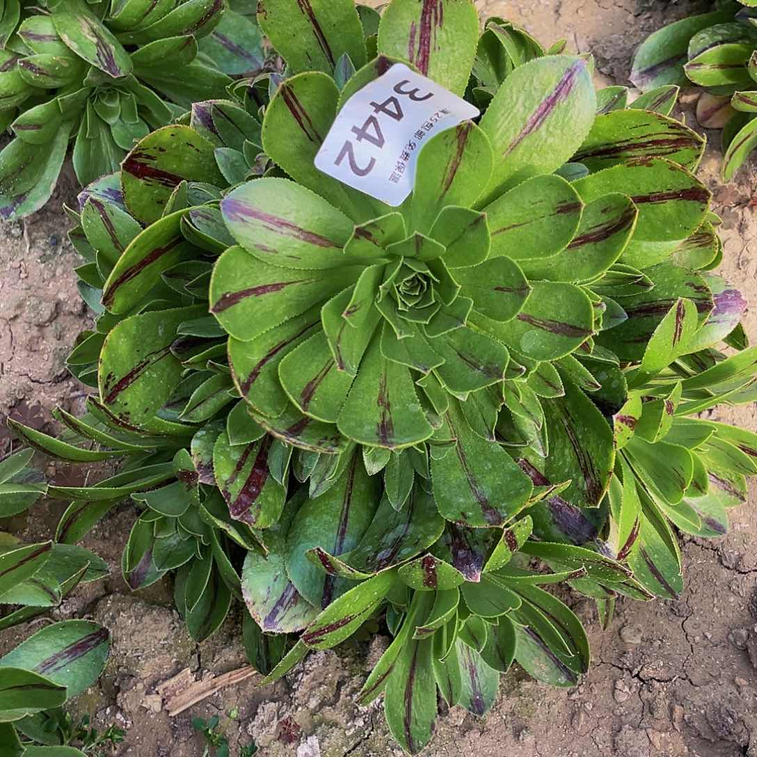 3442碧火多肉植物