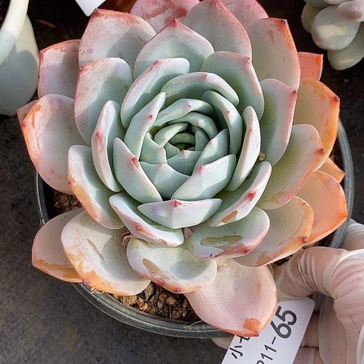 小七夕多肉凤橙65