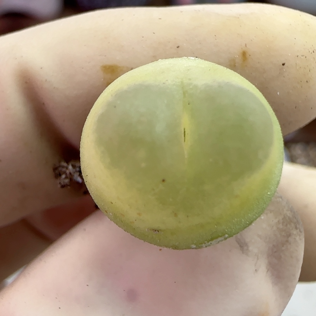 065日系大红拉登福利