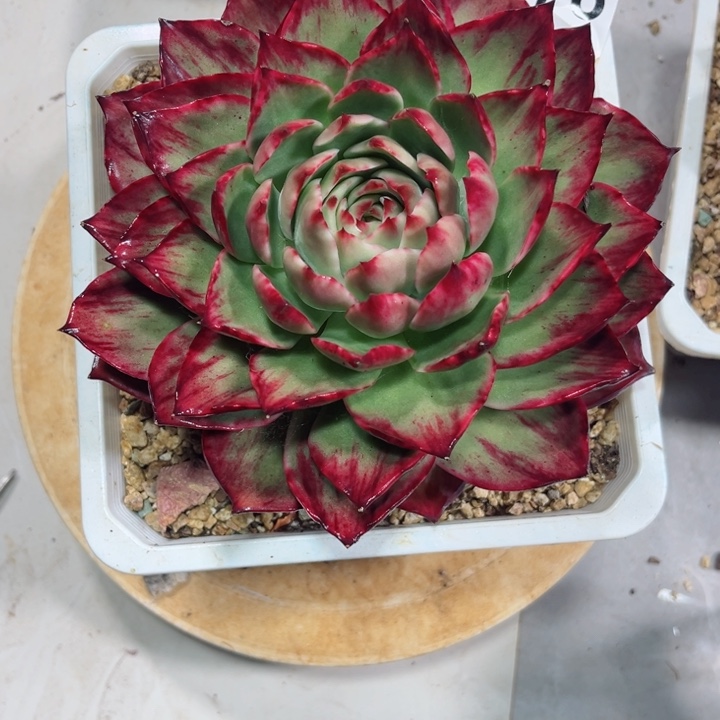 蛋***子惊鸿仙子多肉植物A176