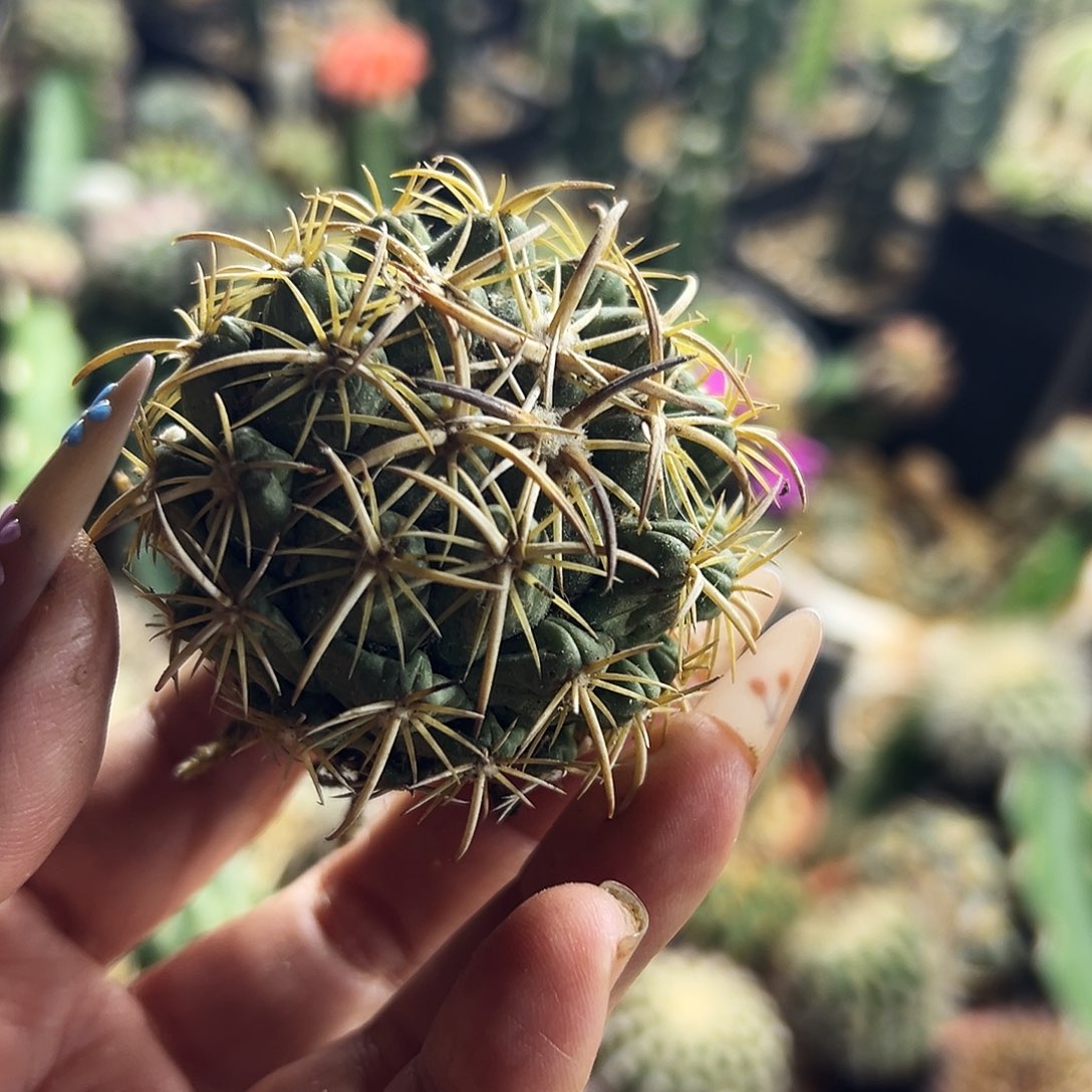 钢钉仙人球11111111