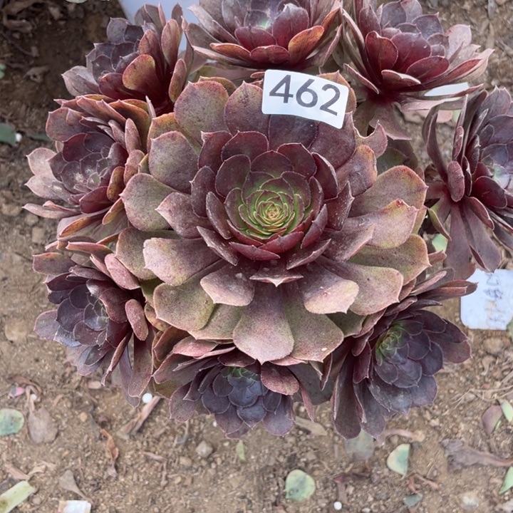无花朵462多肉植物黑膜