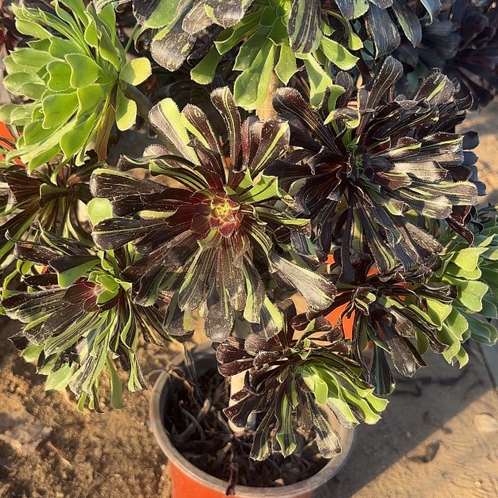 青***在水墨丹青多肉法师不包损58