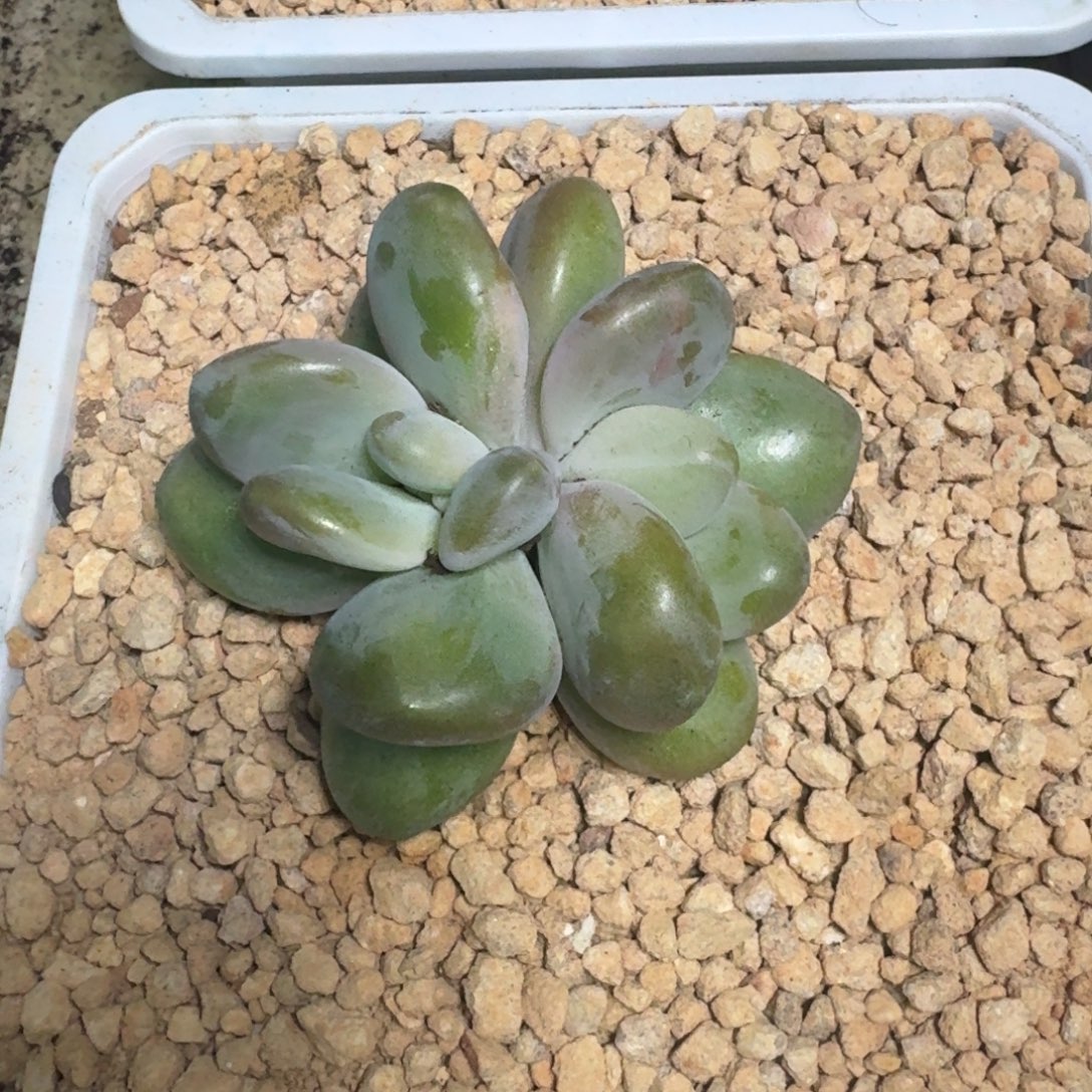 浩克 双头 一物一拍