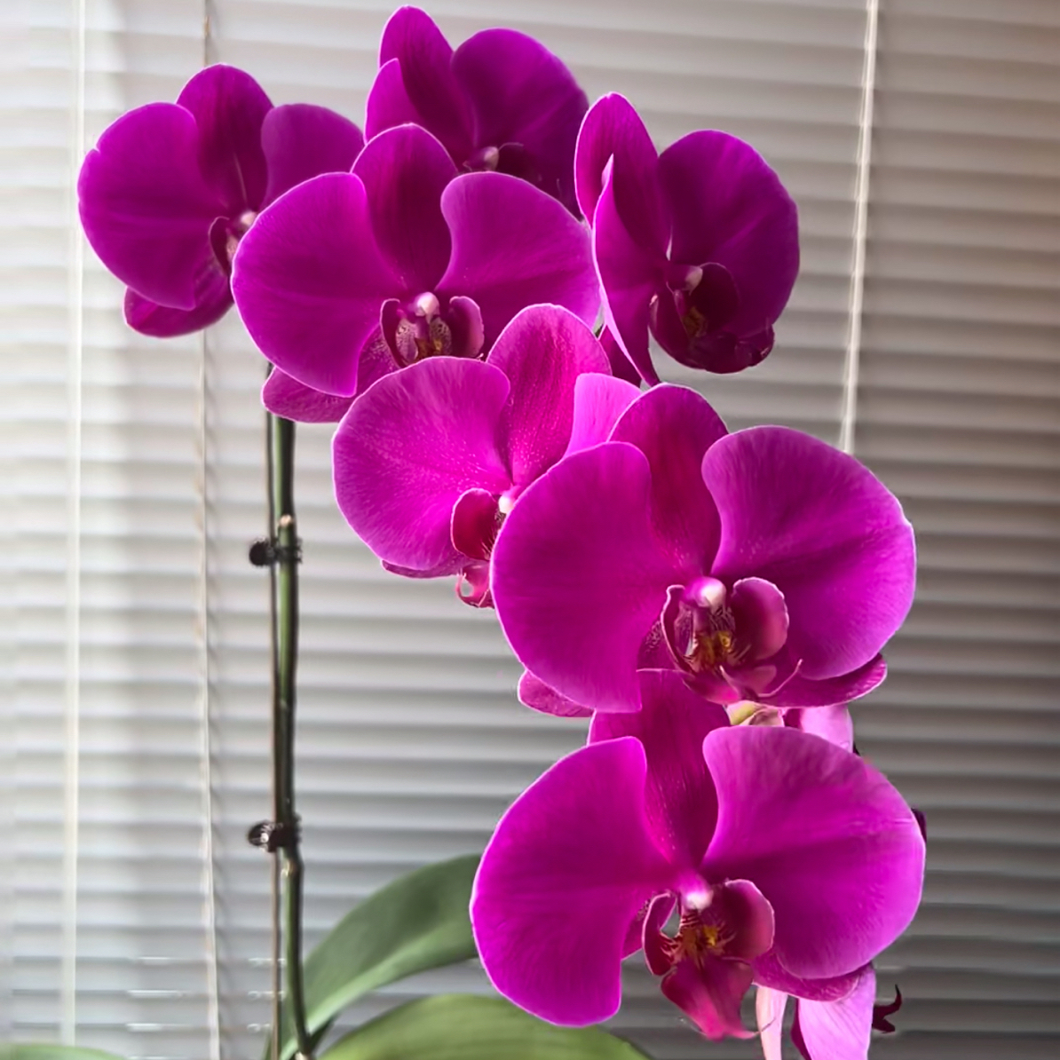 【大辣椒】出花剑苗 蝴蝶兰 3.5寸杯（叶片容易开裂，介意勿拍）