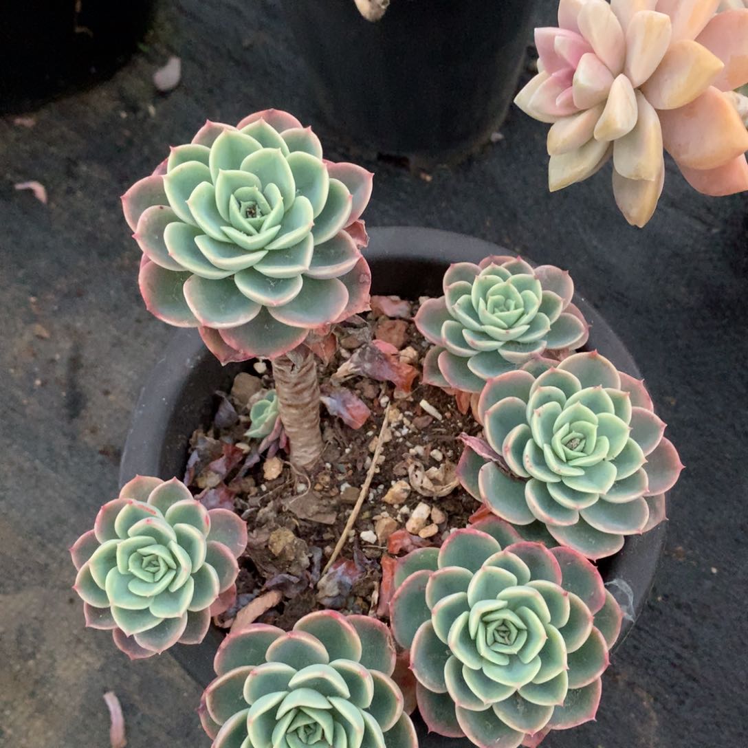 哈密瓜一 于一拍