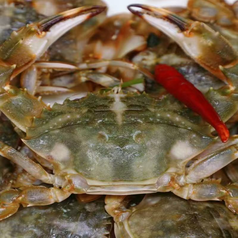 丹东东港小船特大花盖蟹新鲜海捕顺丰发货(活蟹掉腿正常介意勿拍)