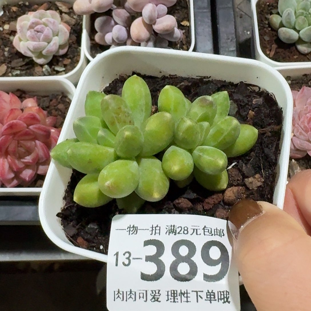 千代田无盆土发货无盆