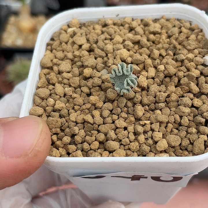  046冰晶海带雾冰玉子，