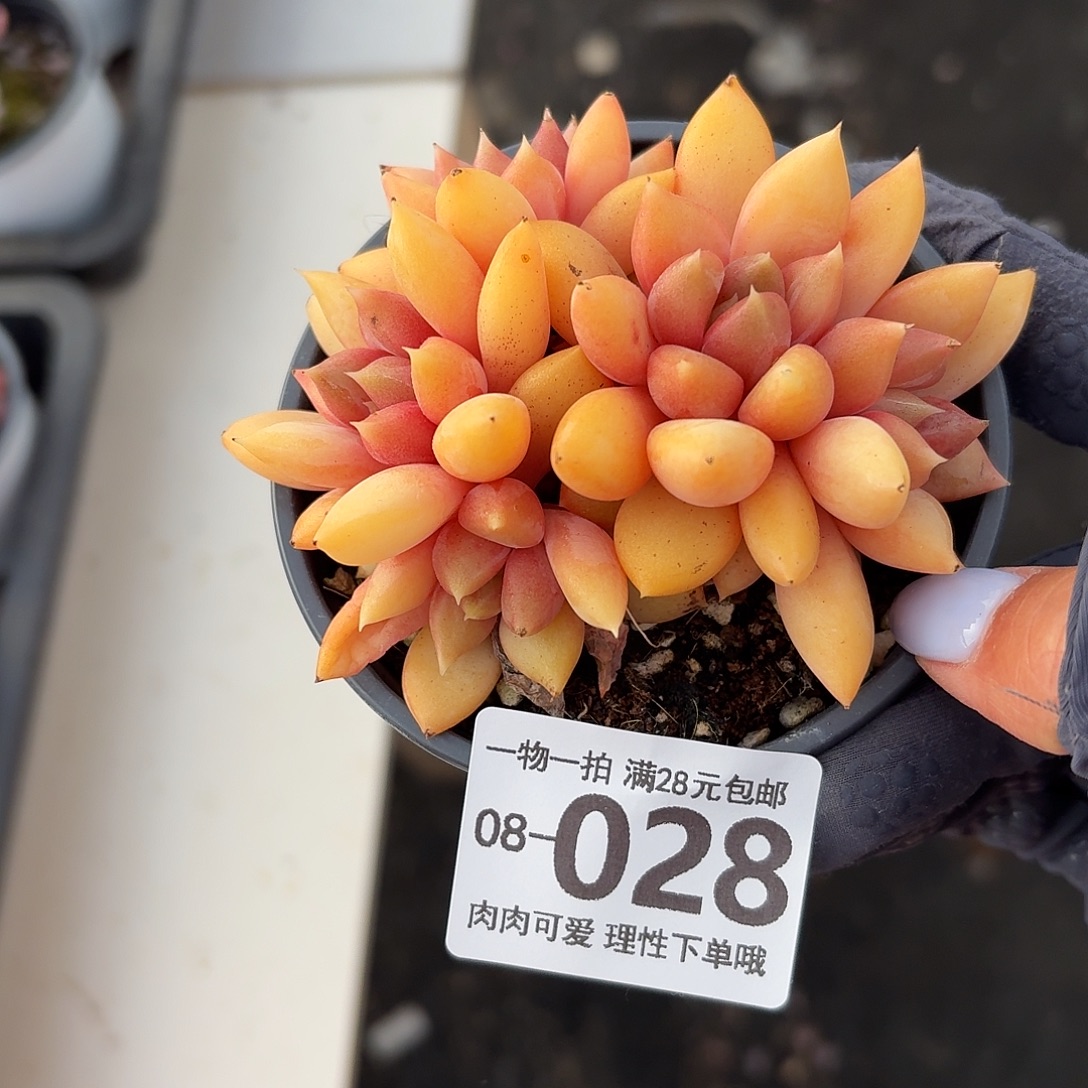 红象牙无盆土发货无