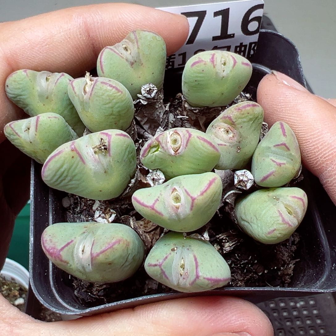 【闪购商品】1716….