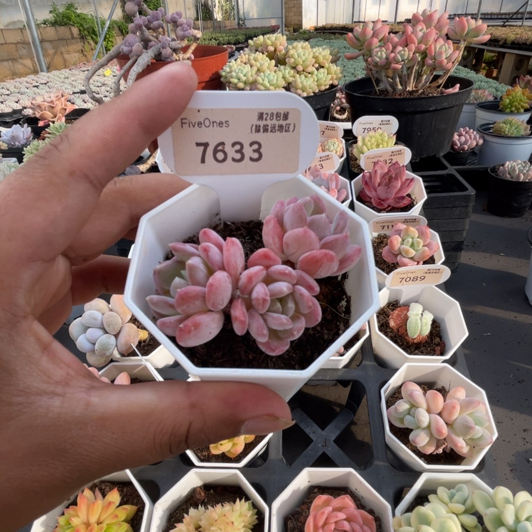 7633水晶琥珀4.0厘米