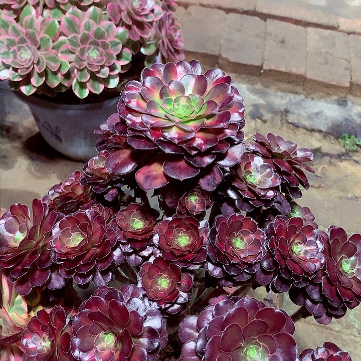 晚霞圆叶，多肉植物