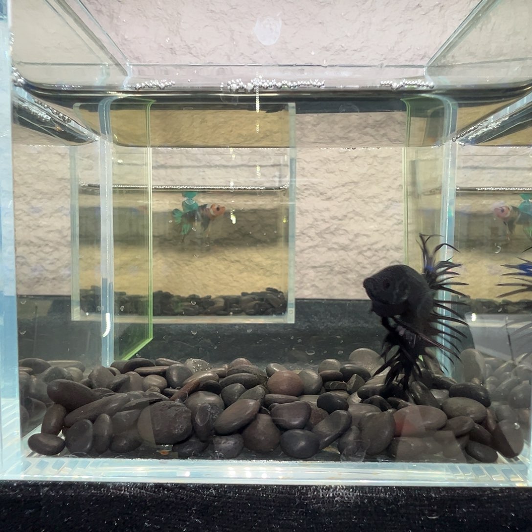 斗鱼阿浩泰斗5日81号