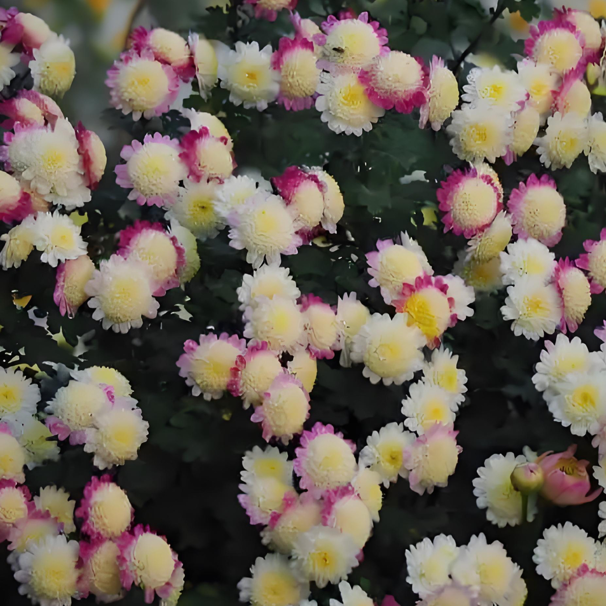 野知白峰（3颗装）木本菊小杯苗（变色龙）