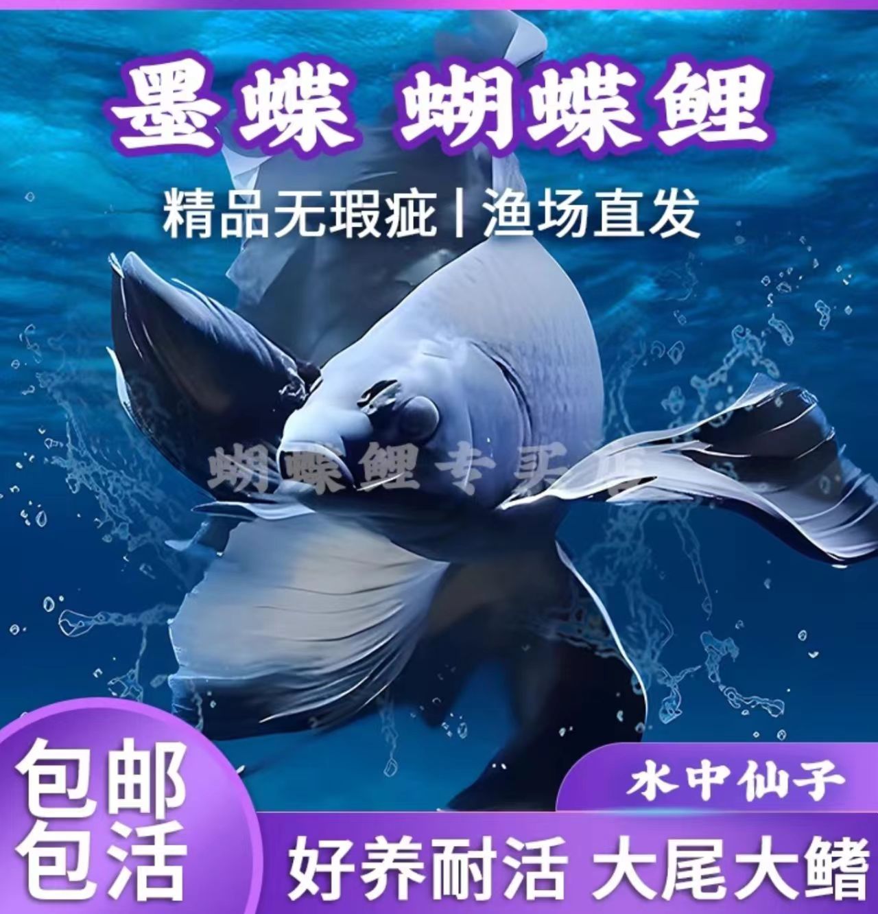 13-15公分蝴蝶鲤鱼专属蝴蝶鲤养殖发货好养饲养混养自家渔场