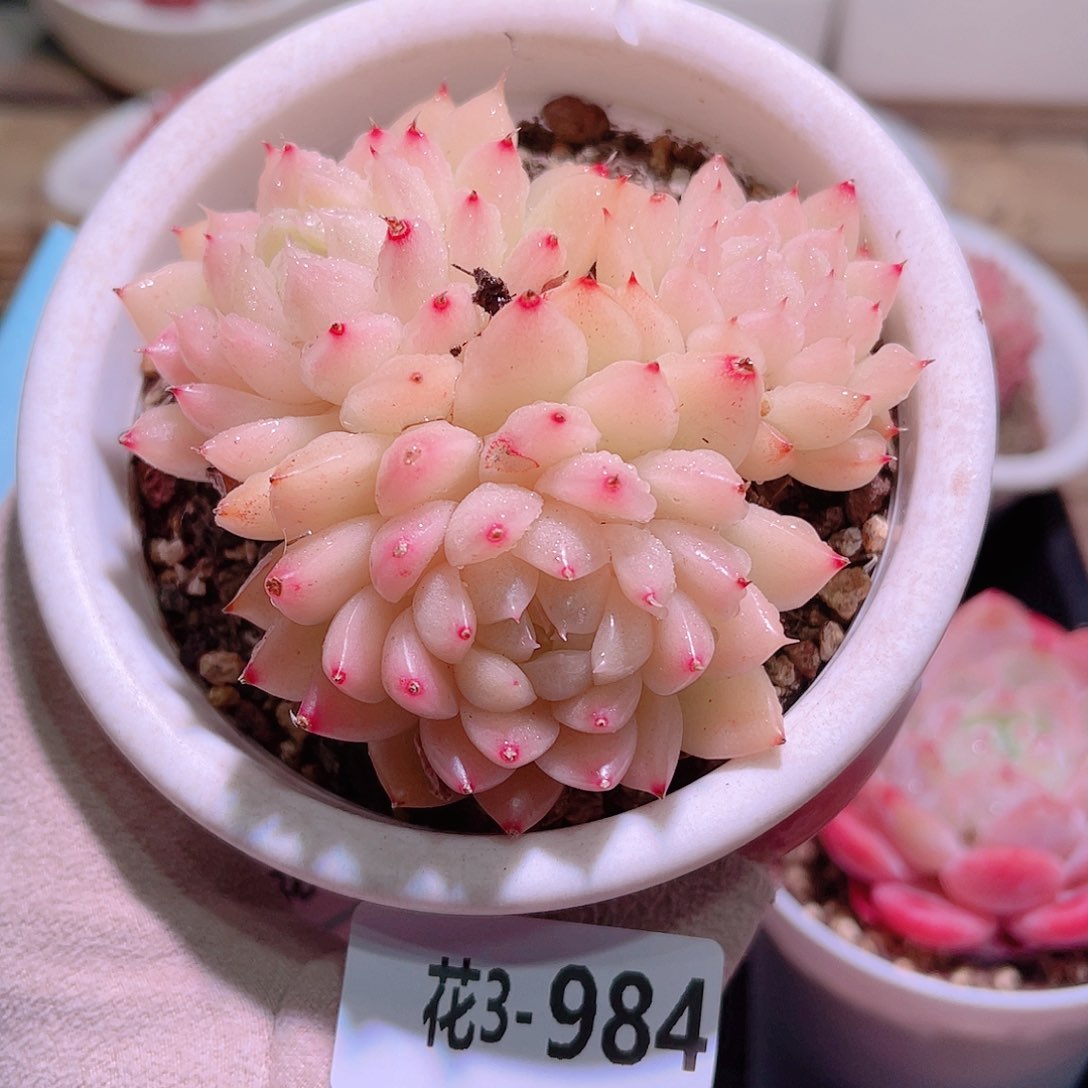 花利美3-984麦秆 微瑕