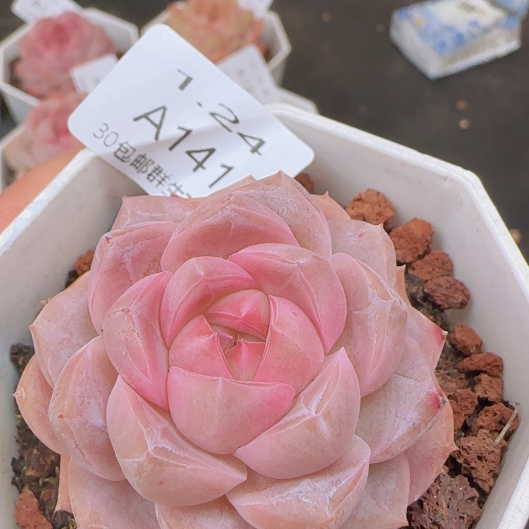 粉黛单头一颗脱土发货