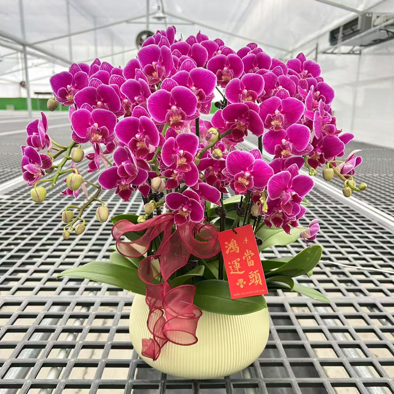 蝴蝶兰 【红酒】送人送礼 乔迁之喜 鲜花绿植 佛山基地直发