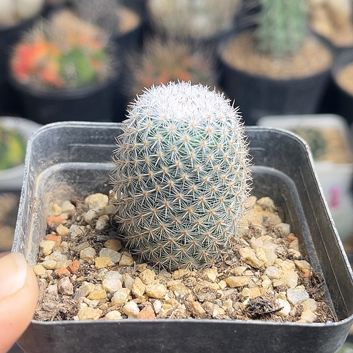 日系敷岛丸实生球3公分