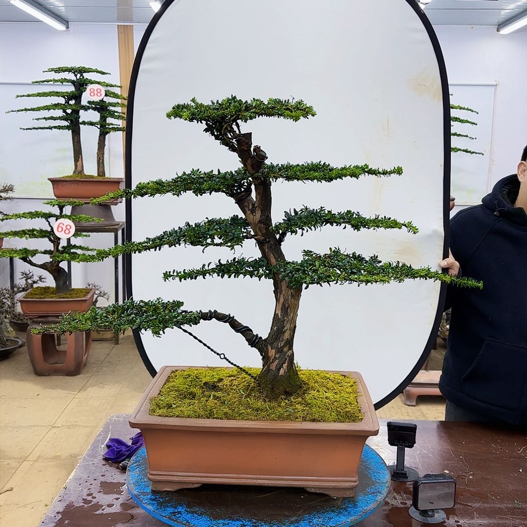 盆景欢迎大家一起来捡漏