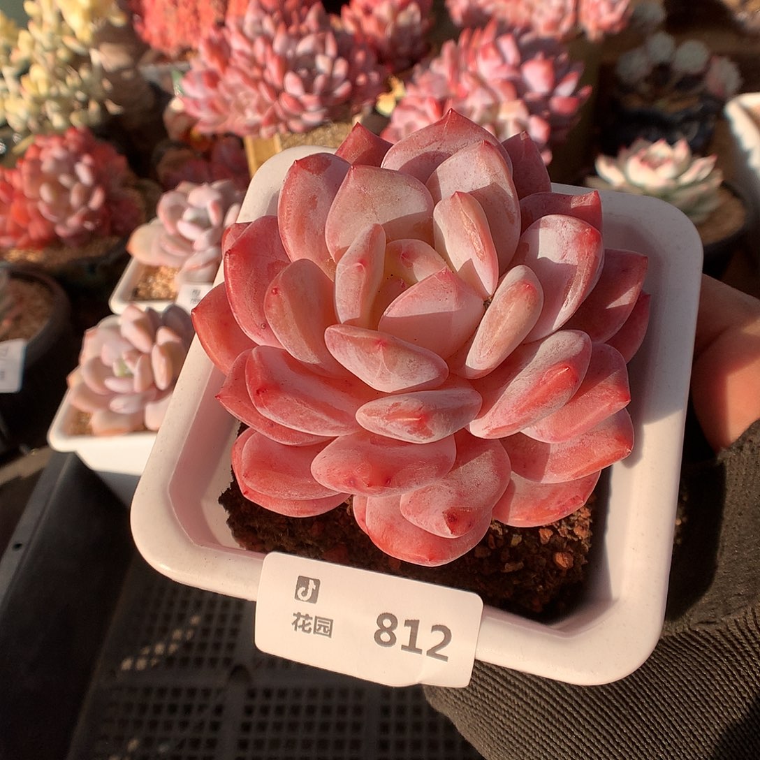 812奶茶多肉植物66666