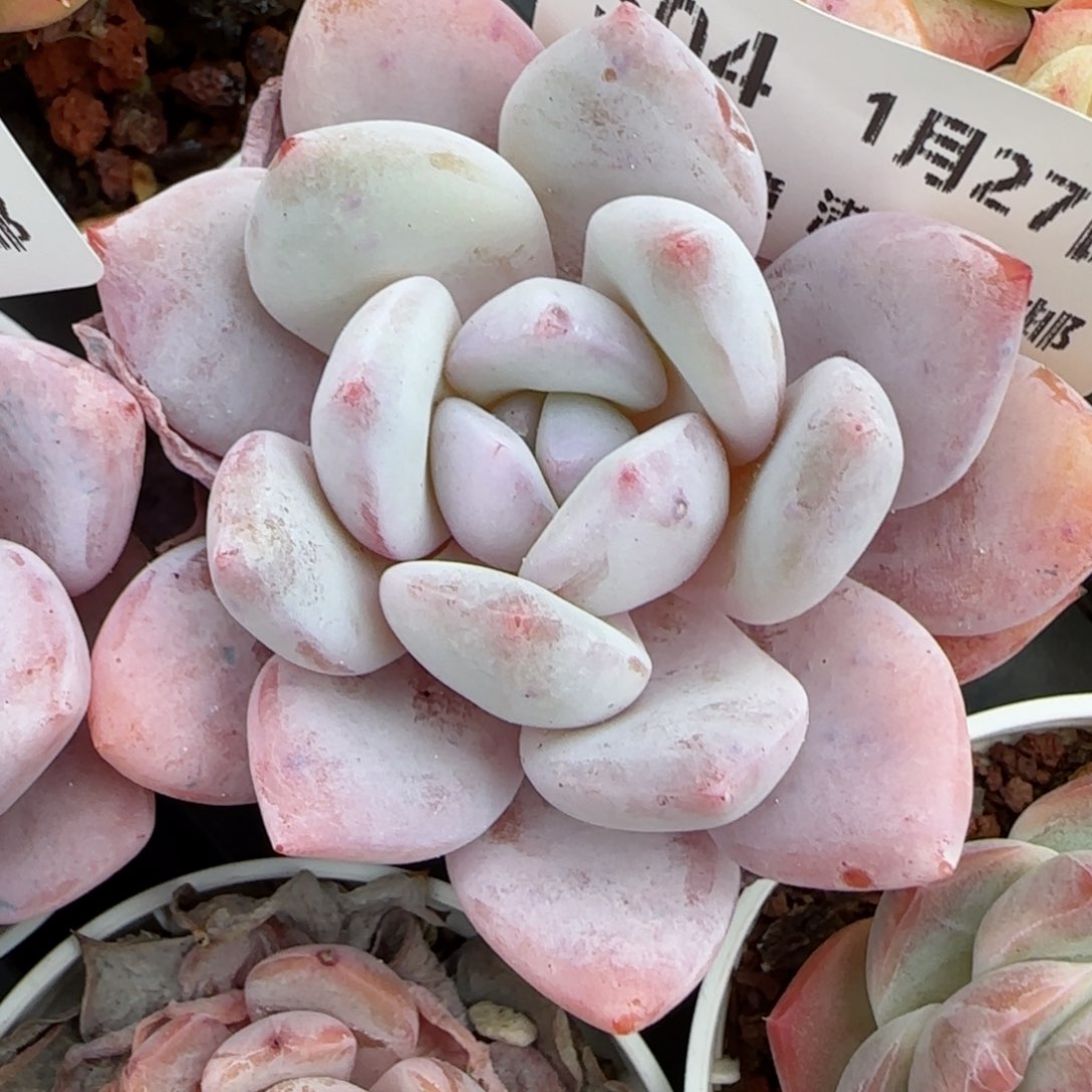 花语逸镜0127-504