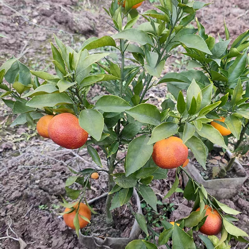 橘子树苗盆栽地栽南北方均可种植