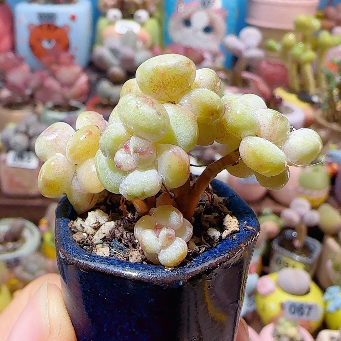 T阳光玫瑰盆口2.5cm