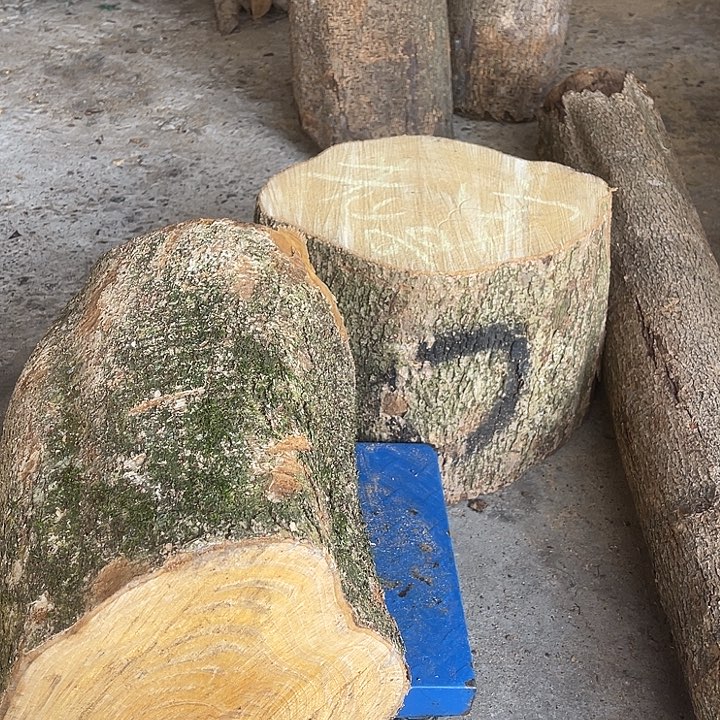 小叶桢楠树墩两个
