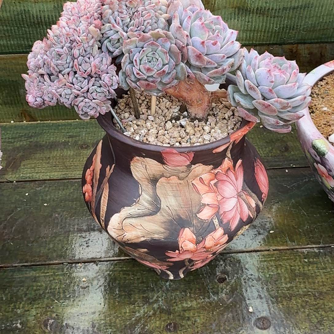 L***、冰魄数缀多肉植物寄养