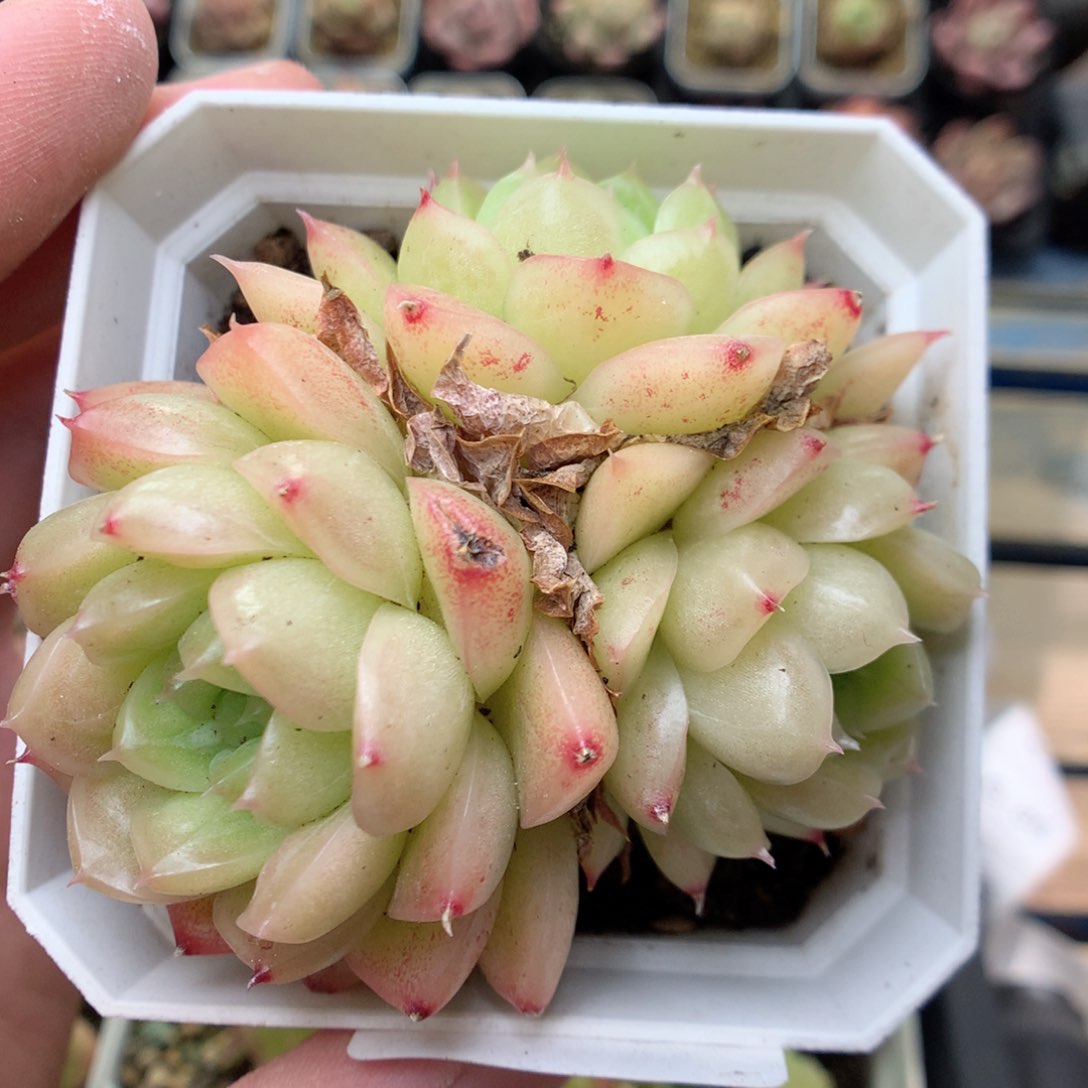 G79 ，20包邮两天凑单