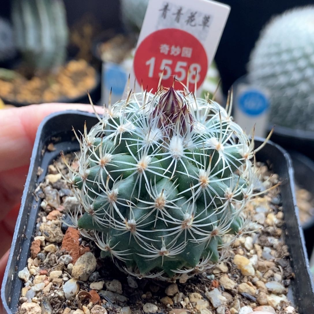 实生内里莎娇丽4cm
