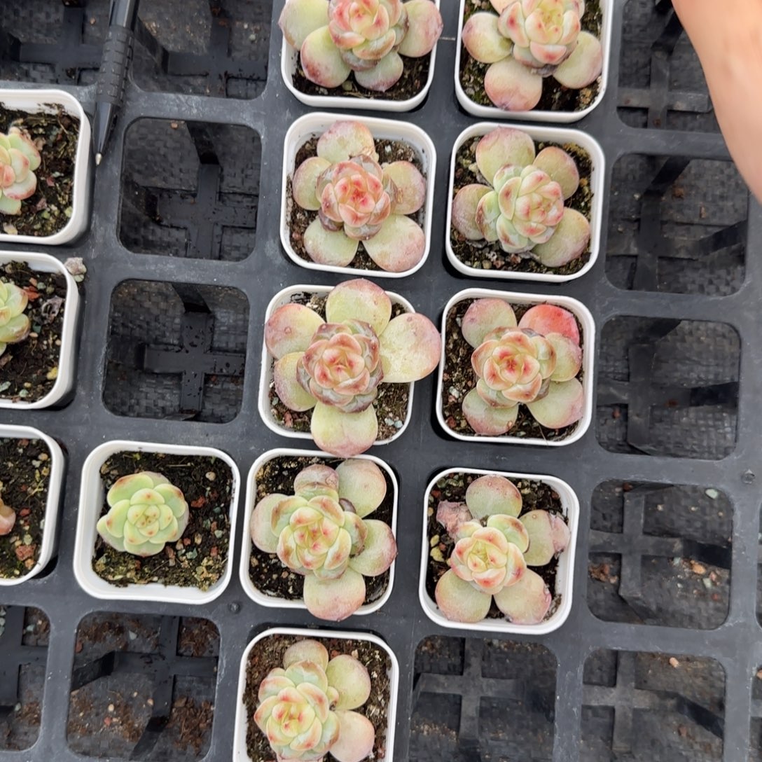 T3000 盆一个5床满25包邮