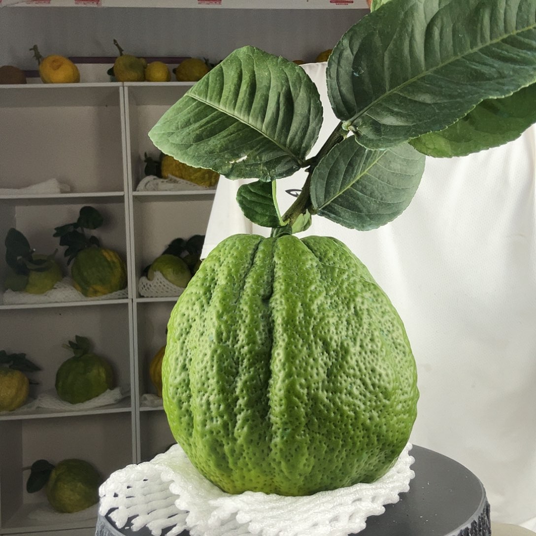 一****香水柠檬云南高山大香橼