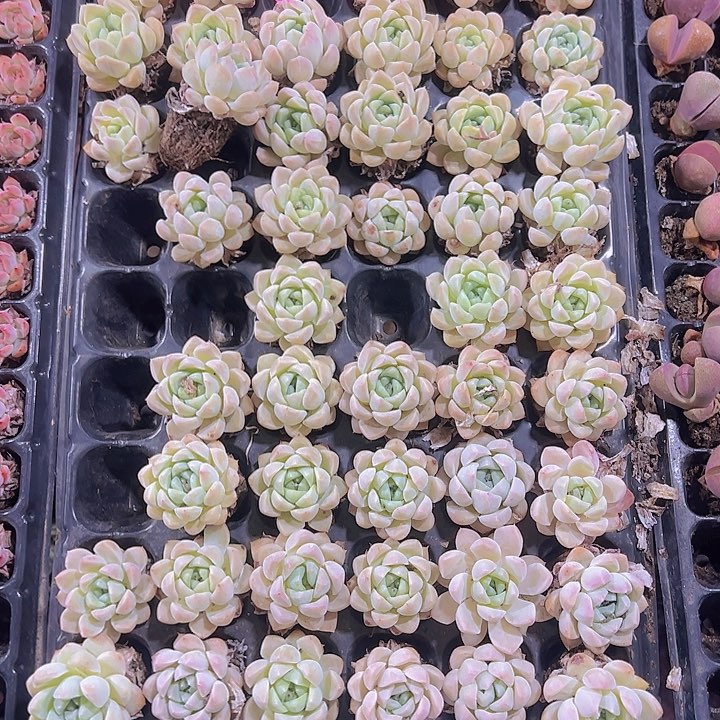 粉水晶精品多肉植物大战