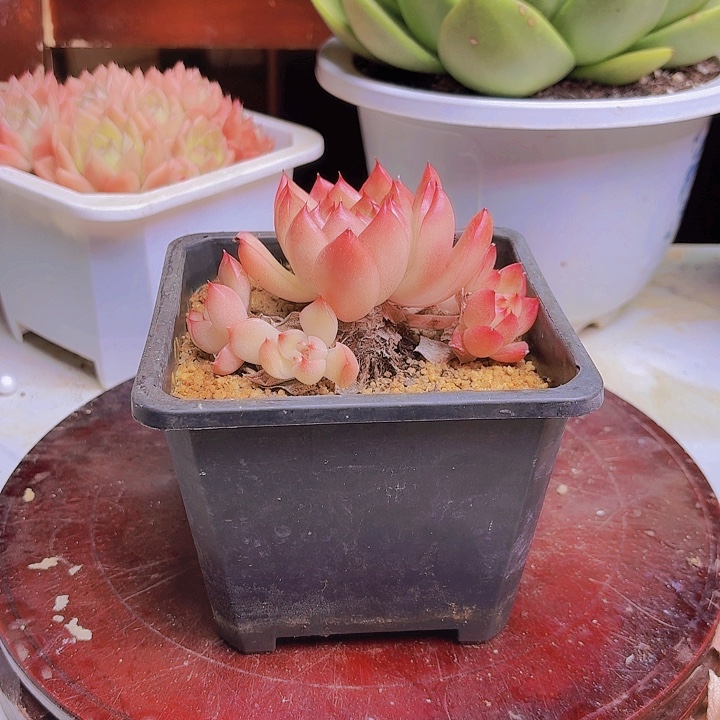 小***儿小老桩精品多肉植物福利