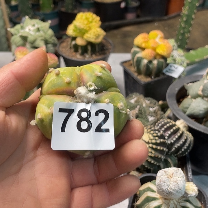完全开放782栾锦一个