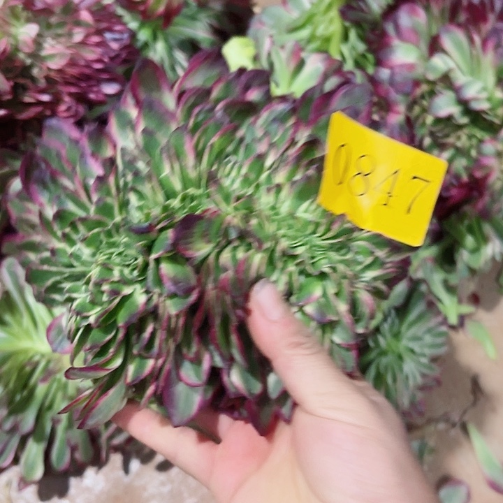 多肉植物海王缀0847