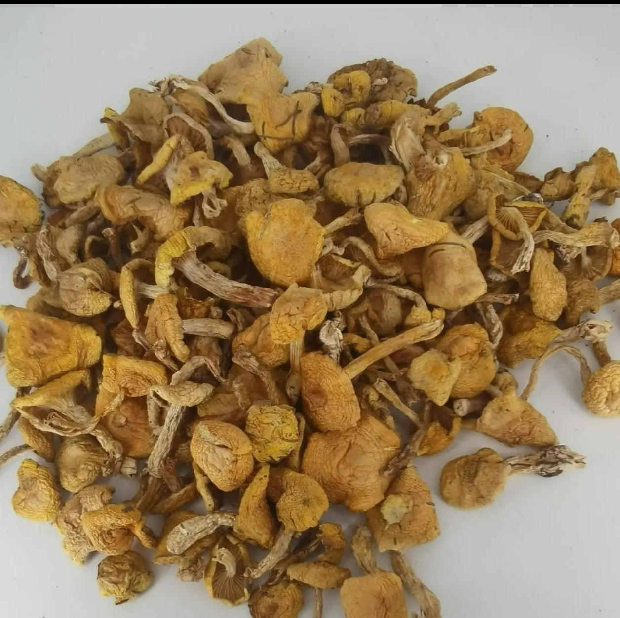 吉林延边采摘野生榛蘑，松林小黄蘑500g包邮