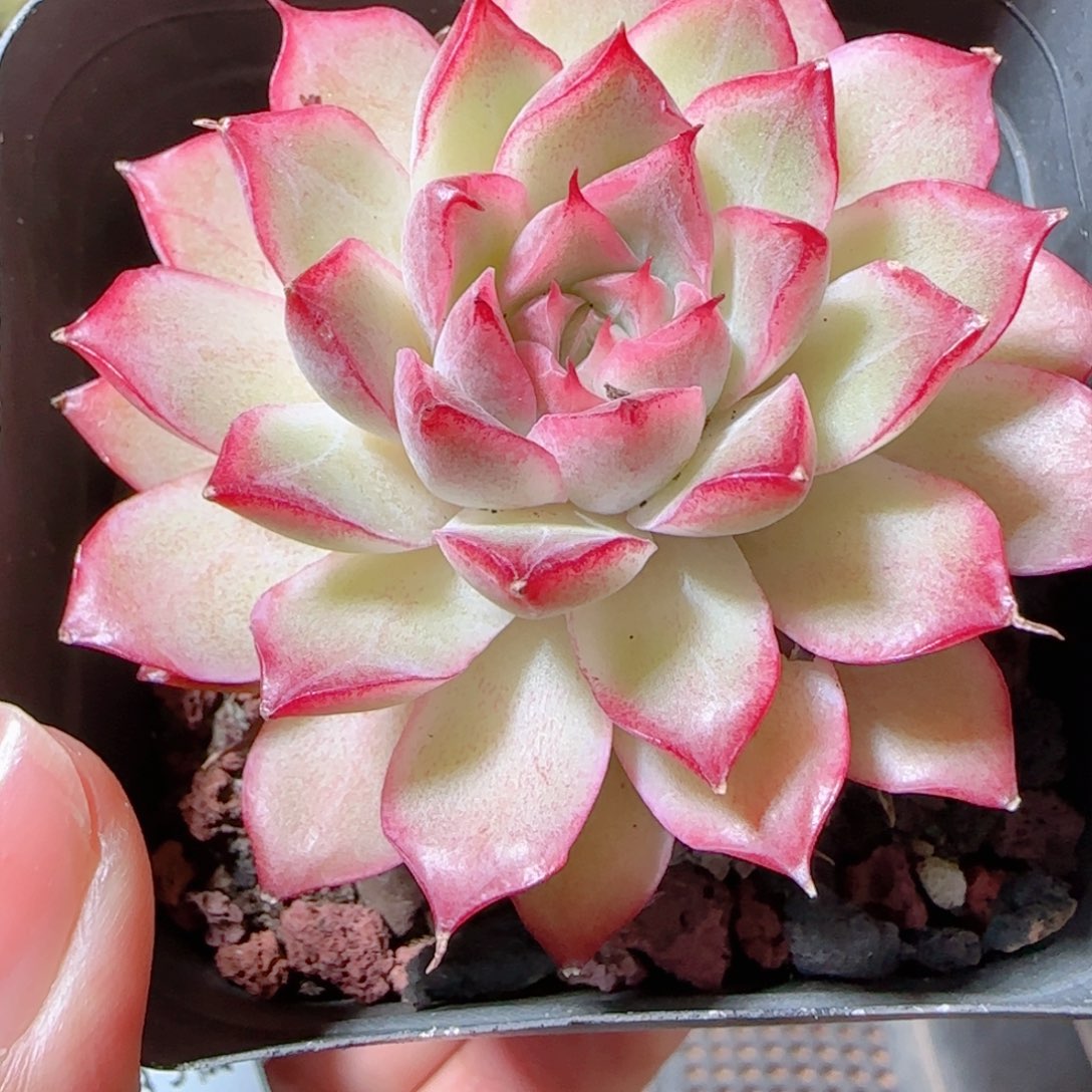 花语多肉1205-291