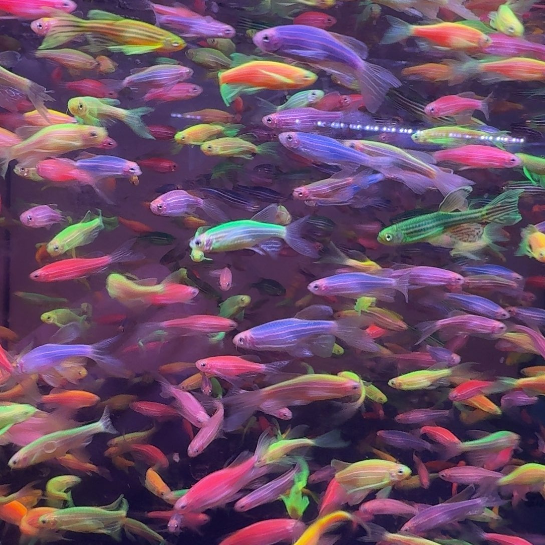 灯科鱼蝶翼斑马8条+2条备损