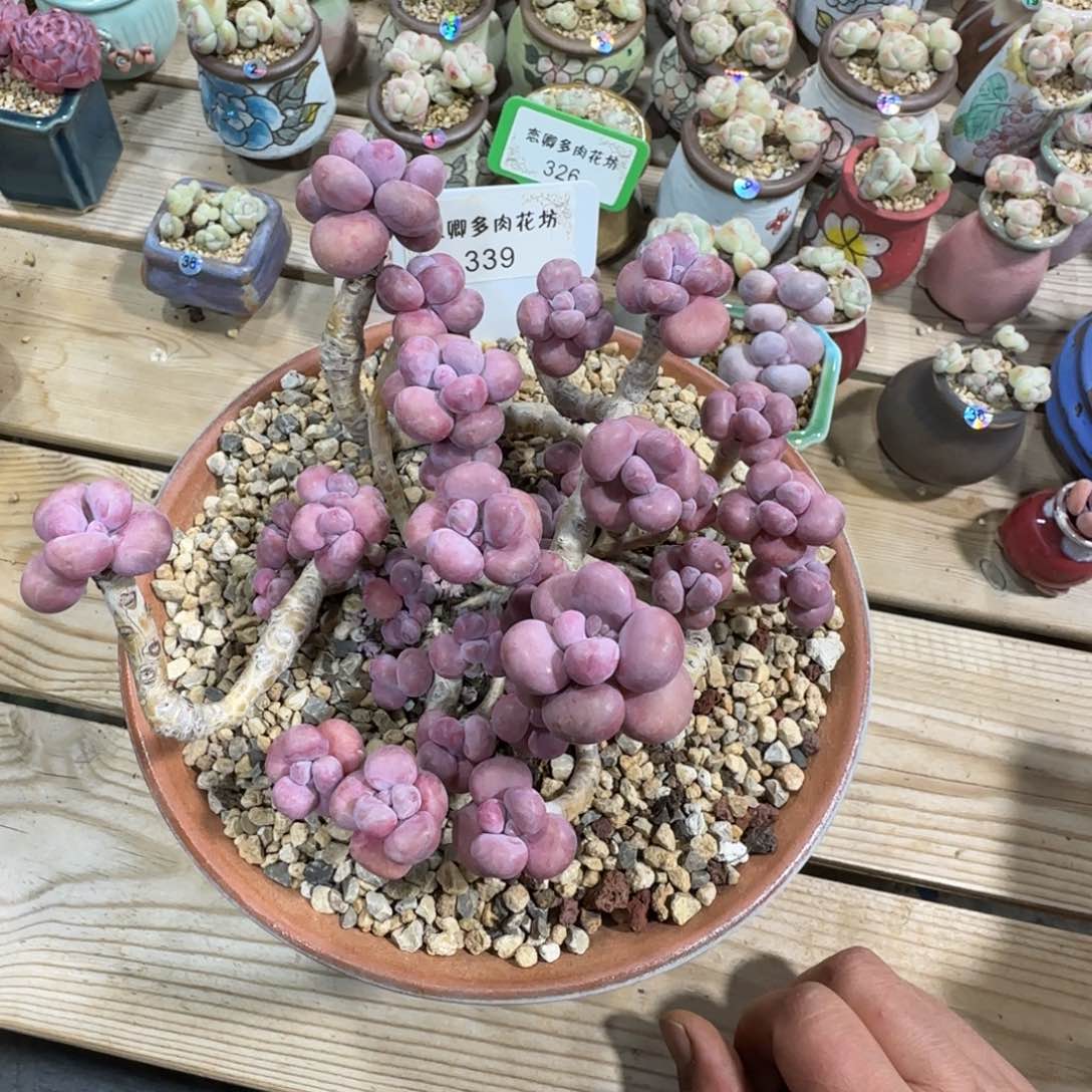 俊*339腰子蛋老桩多头无砍