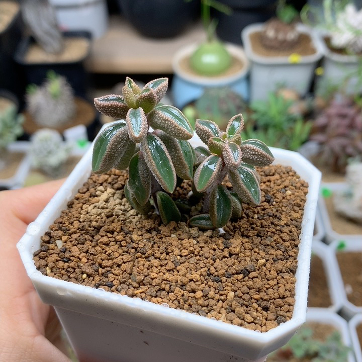 蛤蟆椒草多肉脱土