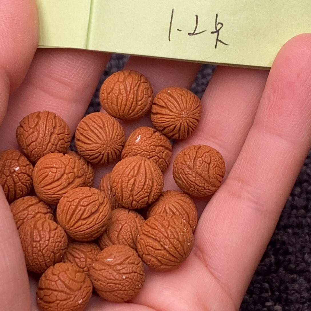 秦岭山脉龙纹桃核 20