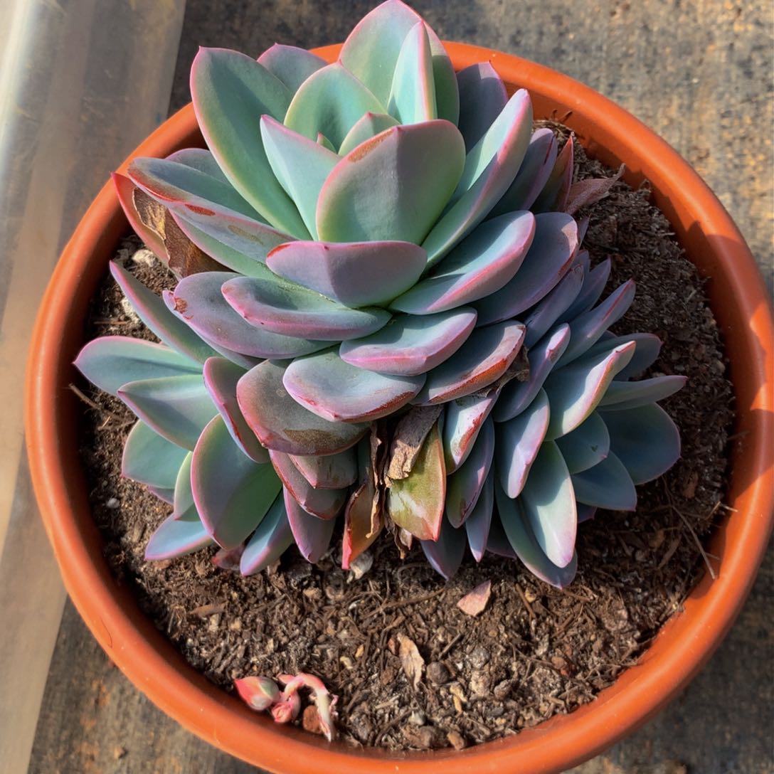 三头布鲁兰多肉植物