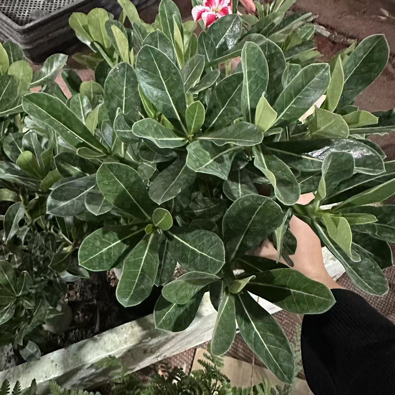 沙漠玫瑰盆栽老桩大苗庭院阳台耐旱易养活开花